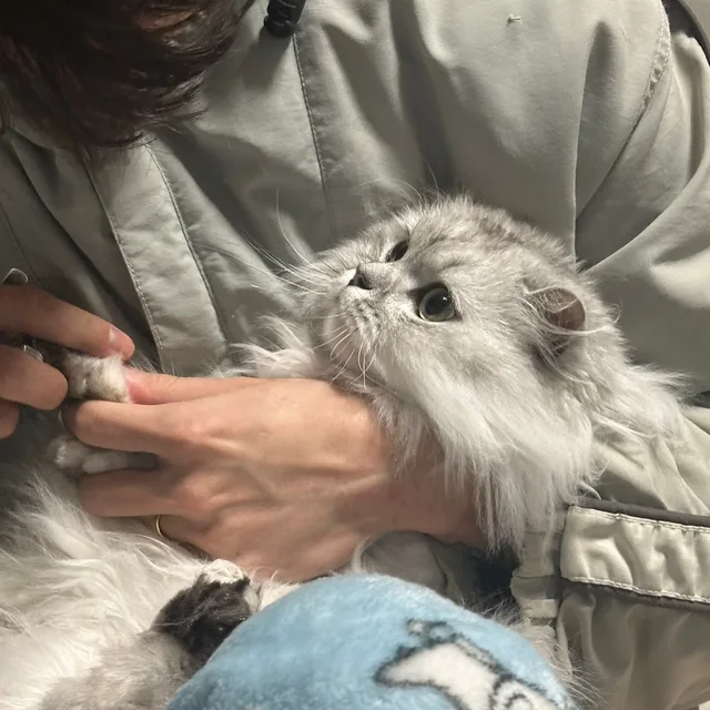 곰치주인