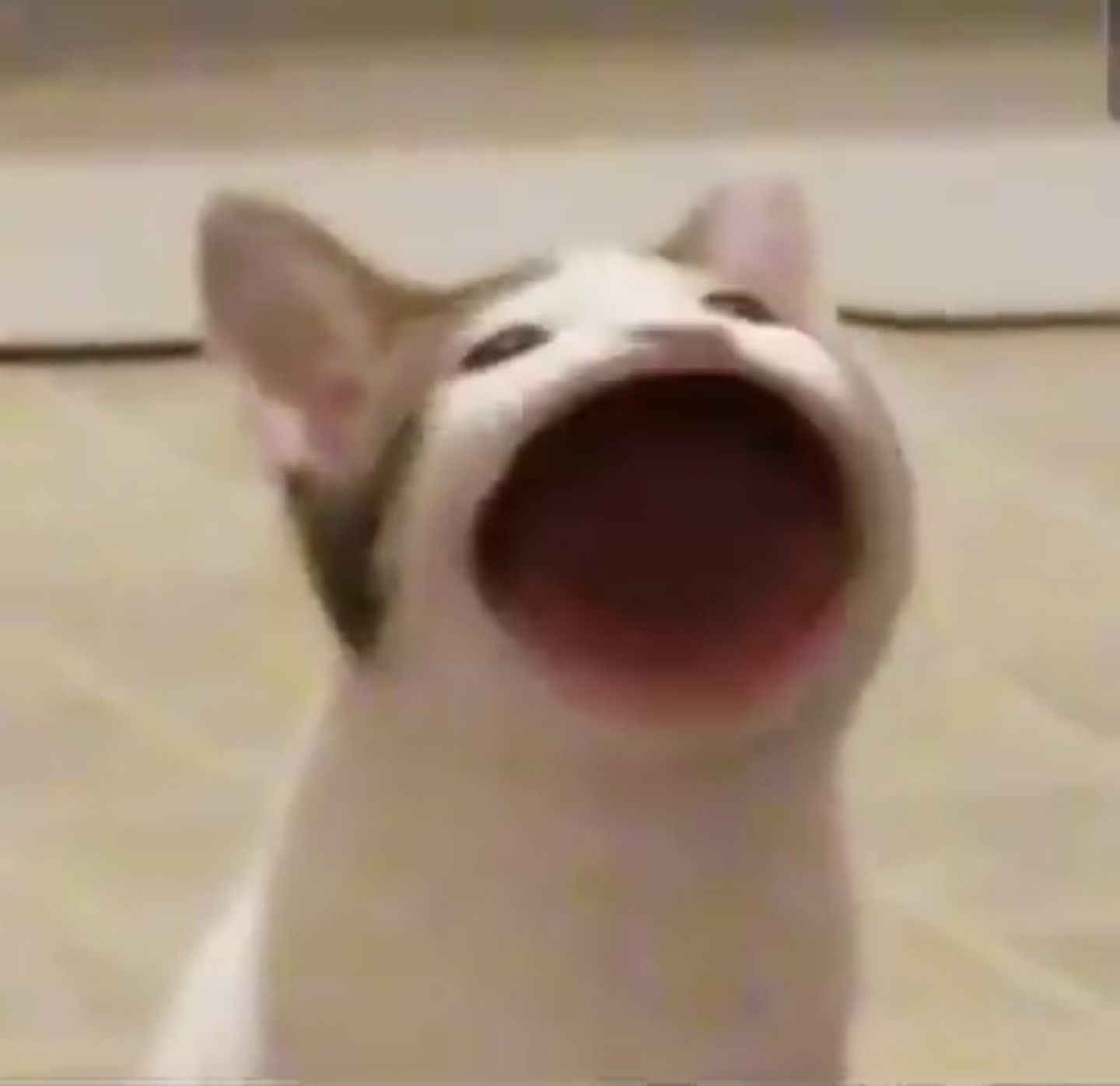 규쥬