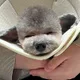 옹이v