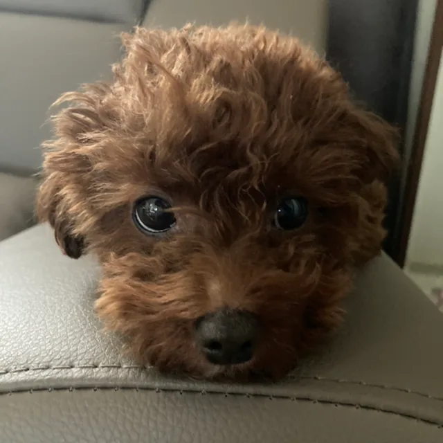 쿠찡