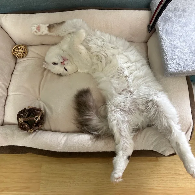 해리