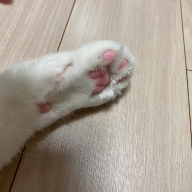 멜론빵