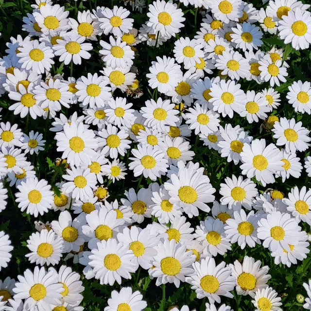 뷰티풀데이지