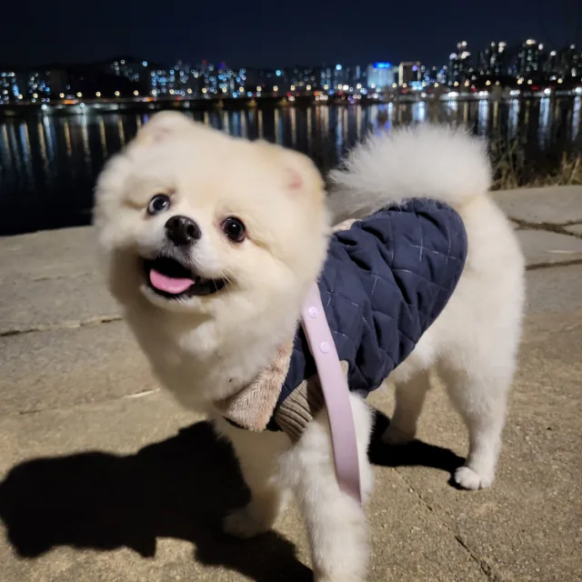 모야
