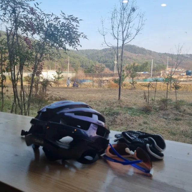 해바라기