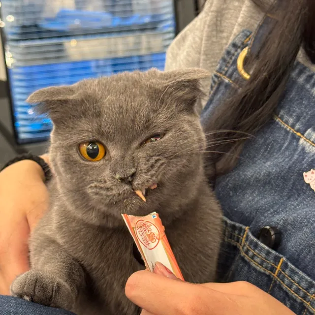 야오옹