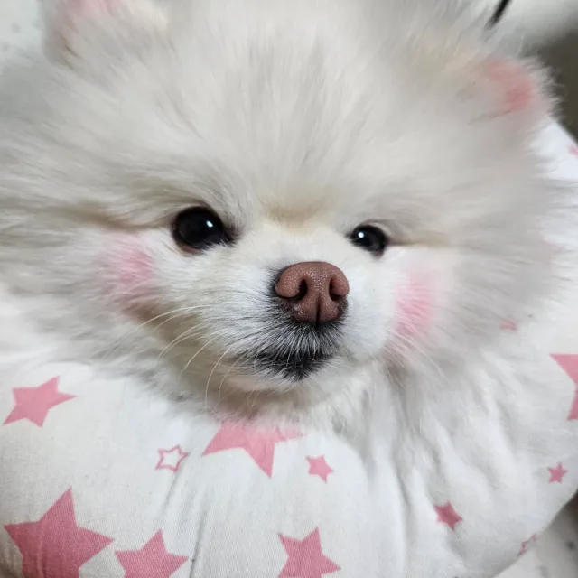 예민보스