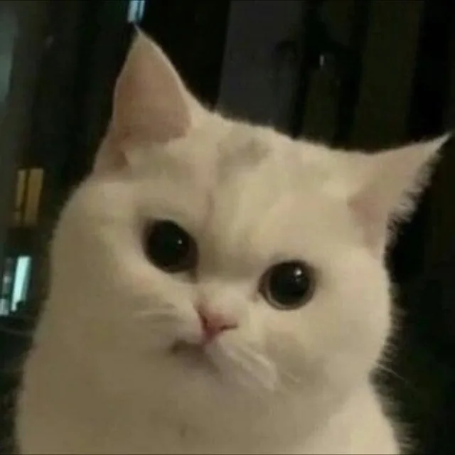 야옹이는왈왈