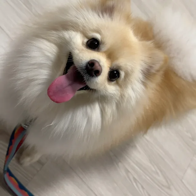 쪼율