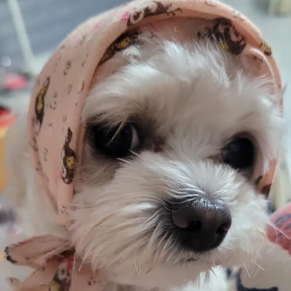 찡찡투덜뽕구까비