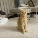꼬꼬