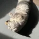 곰돌이