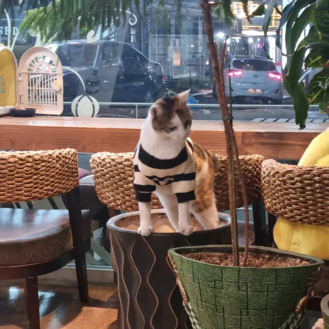 커피조아