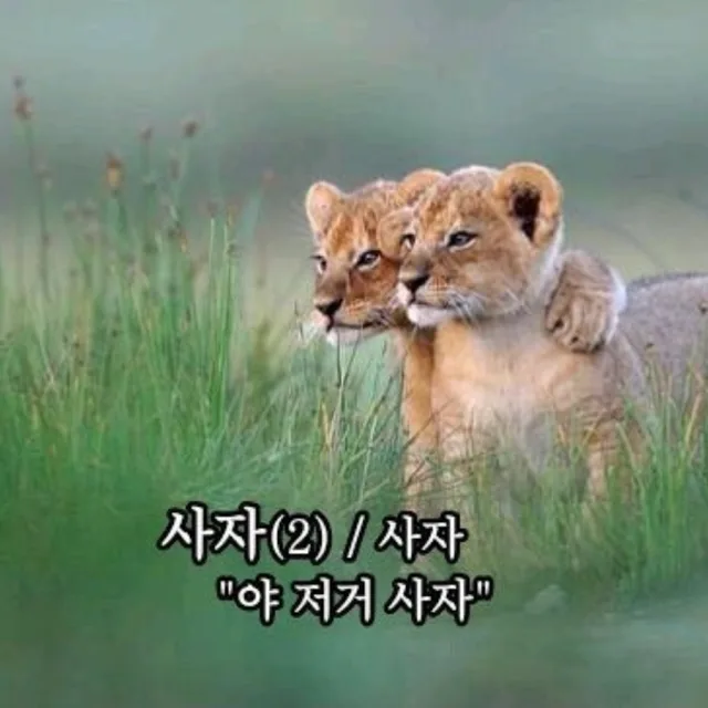 프로사자