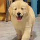 행복이