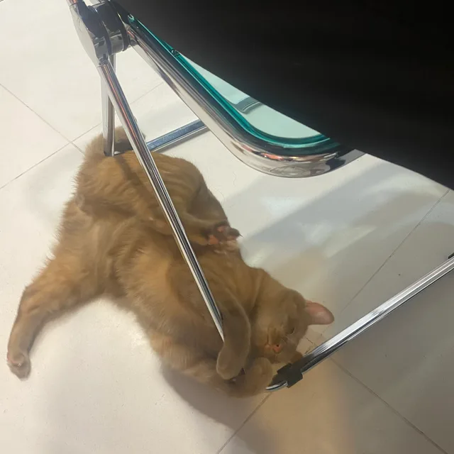 딱지