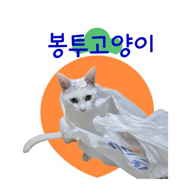 봉투고양이
