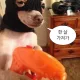 고양이고양이