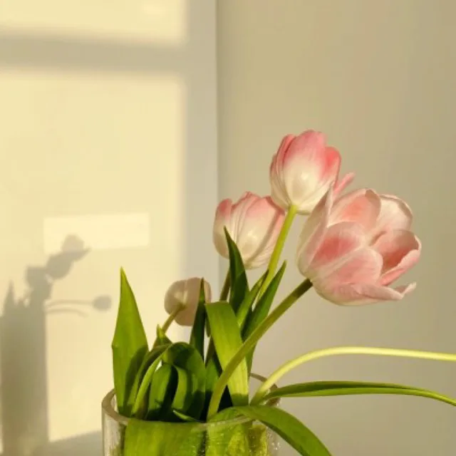 까콩콩이
