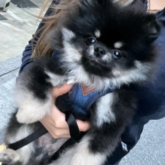해사