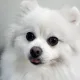 코니맘