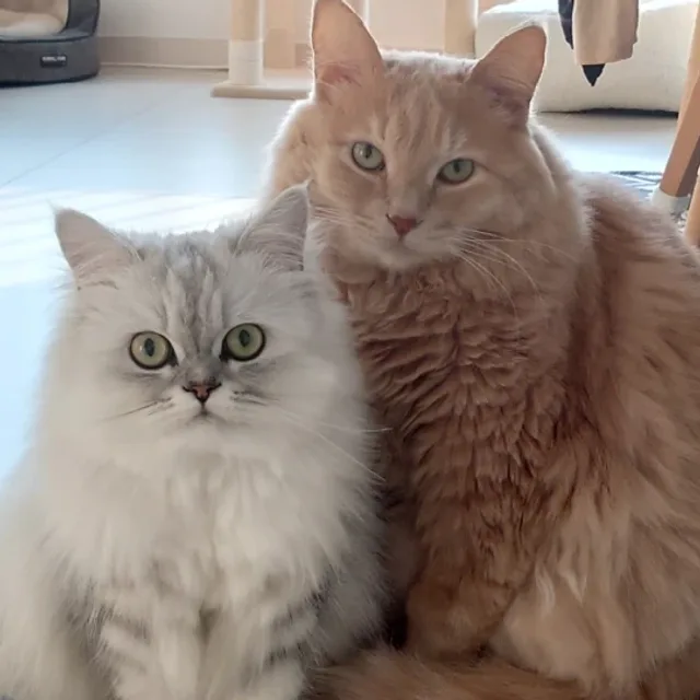 룽지숭늉엄마