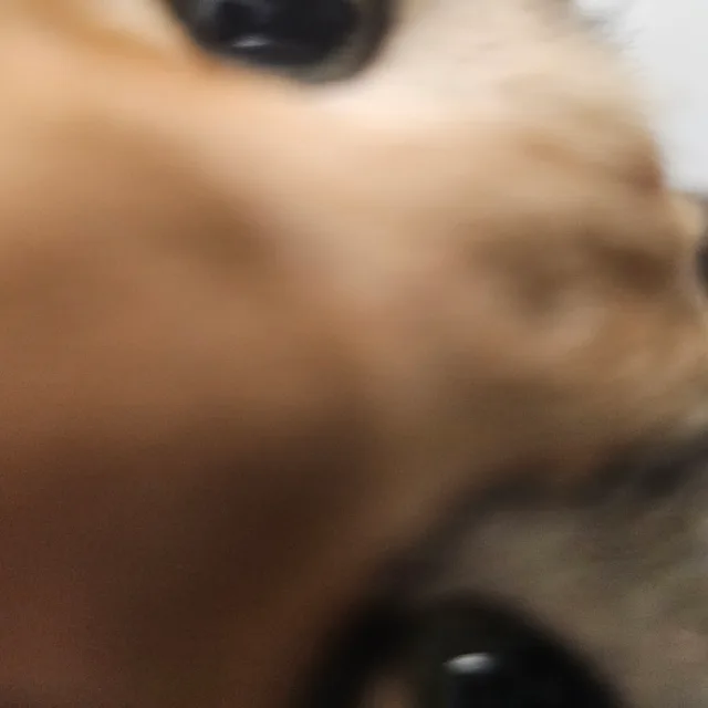 건자반