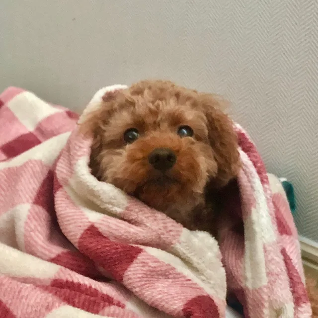 더테이블