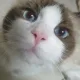 제니