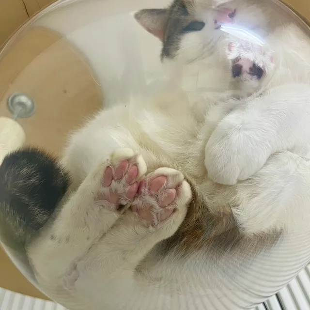 연풍이