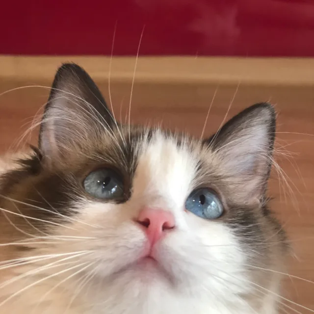 렉돌