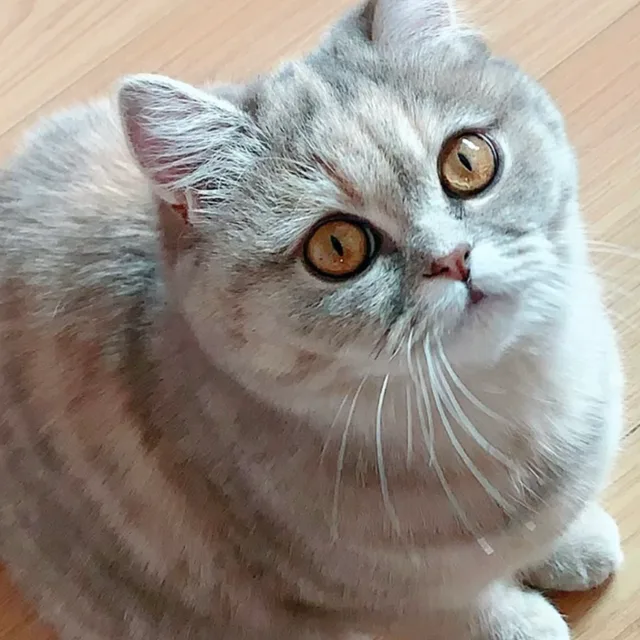 유미