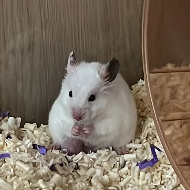 밥풀햄
