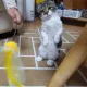 제제