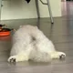 현미잡곡밥