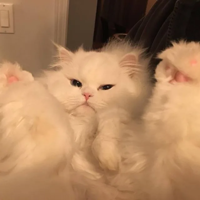 똥똥이