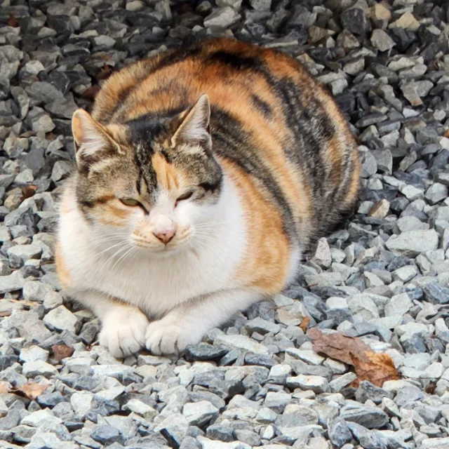 당근초보