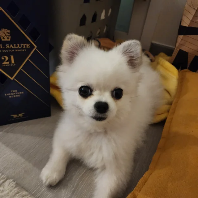 초롱이아빠
