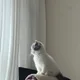 적목