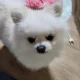 쫑이