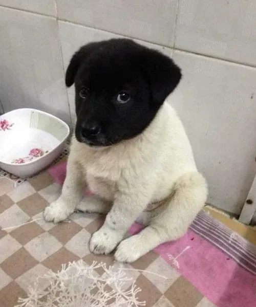꾀보