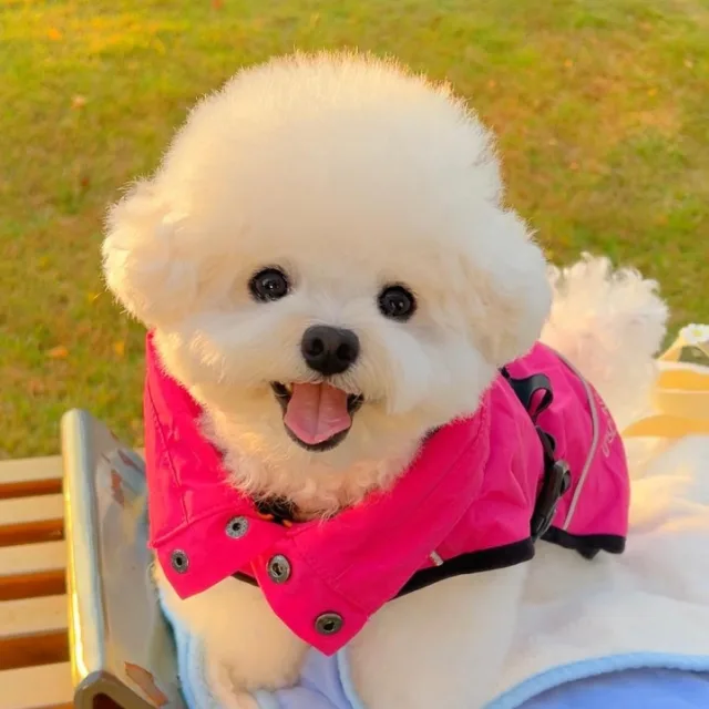 조신한왕비