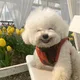퓨어린