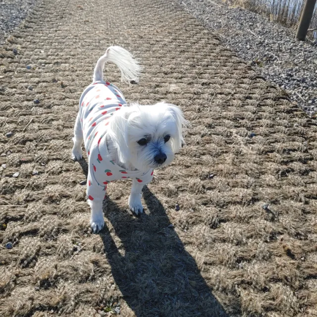 복단지