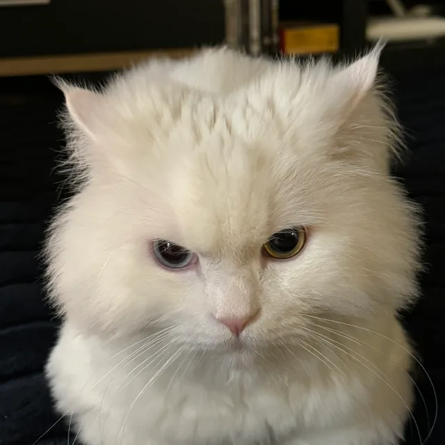 김도리