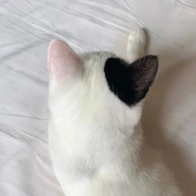 니니