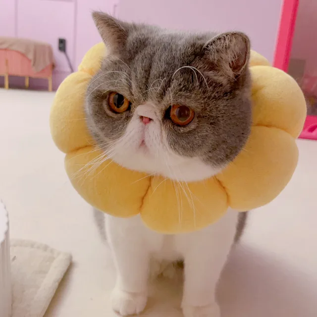 cutydana