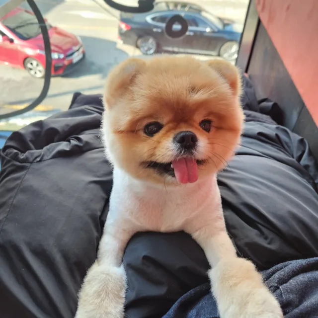 boni