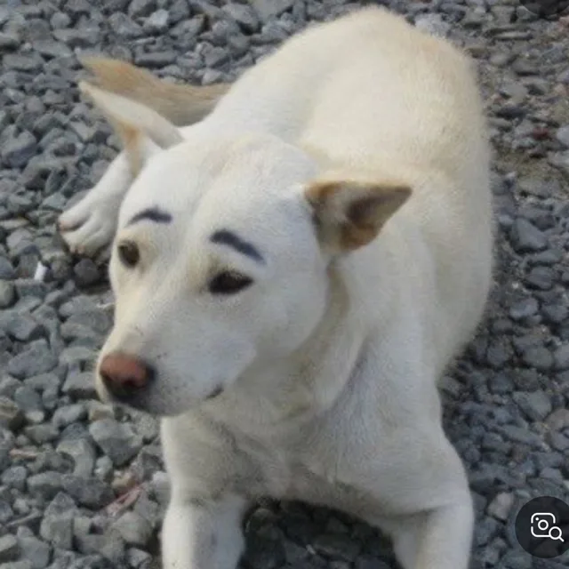 진돗개눈썹