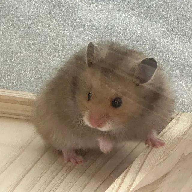 라지